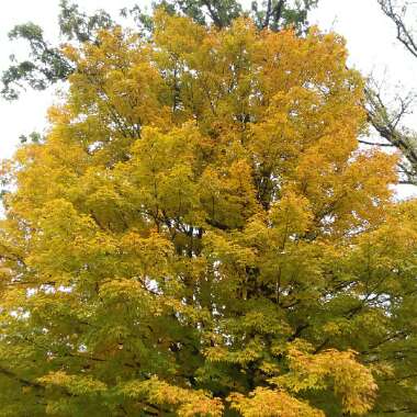 Acer