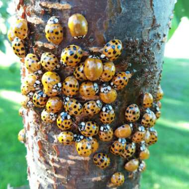 Prunus domestica