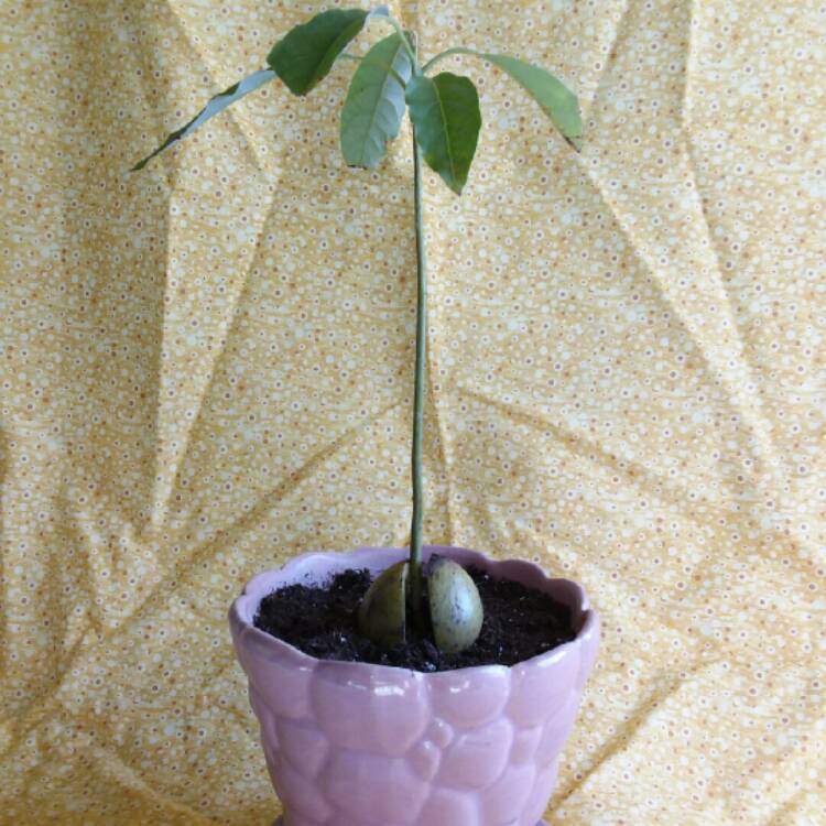 plant image 875367
