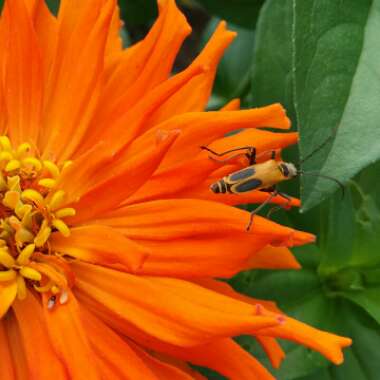 Zinnia elegans