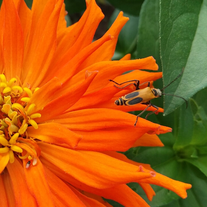 plant image 876946 plant image 876946