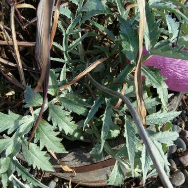 Cynara cardunculus syn. Cynara cardunculus Cardoon