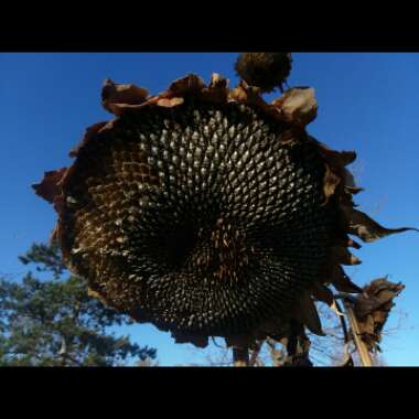 Helianthus annuus 'Russian Giant'