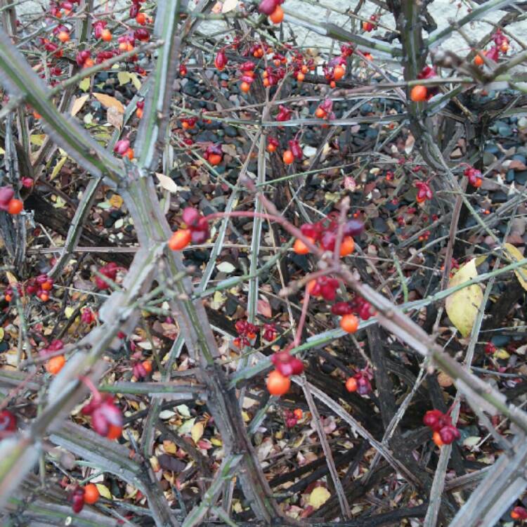 Plant image Euonymus alatus