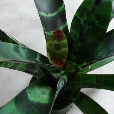 Vriesea splendens
