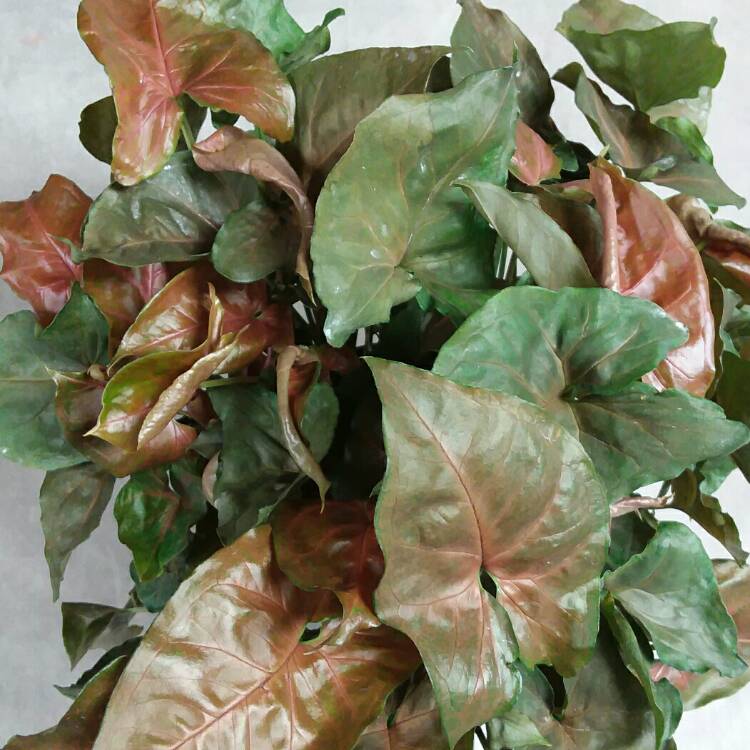 Plant image Syngonium podophyllum 'Bronze'