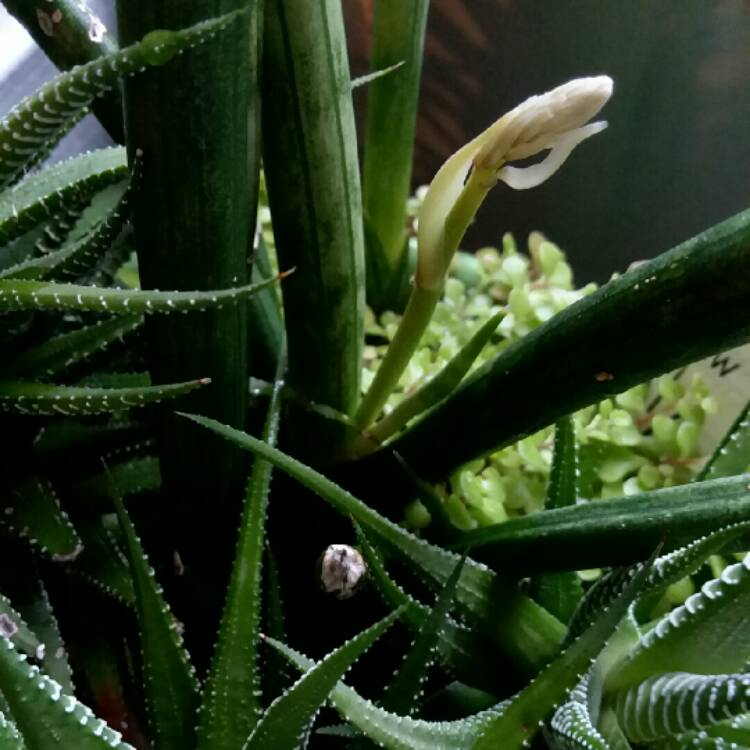 Plant image Sansevieria cylindrica
