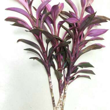 Cordyline fruticosa 'Maria'