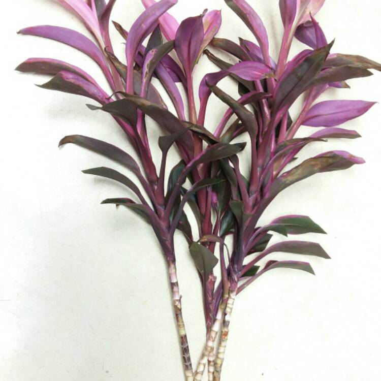 Plant image Cordyline fruticosa 'Maria'