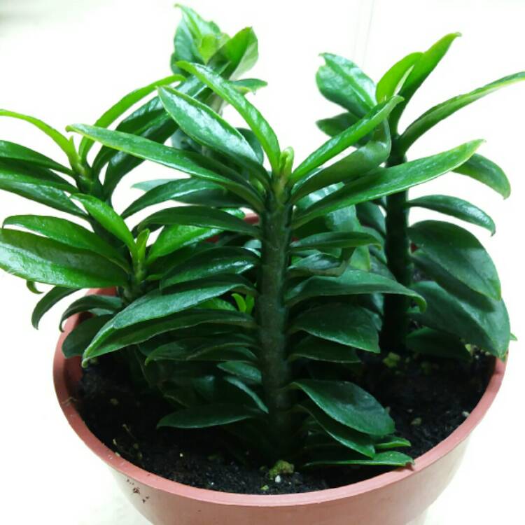 plant image 895468
