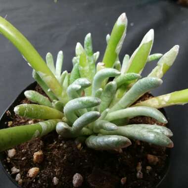 Senecio Scaposus