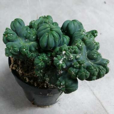Cereus forbesii monstrose 'Ming Thing'