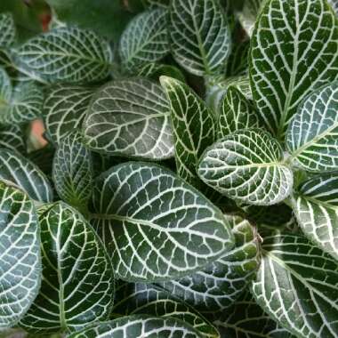 Fittonia albivenis var. Verschaffeltii