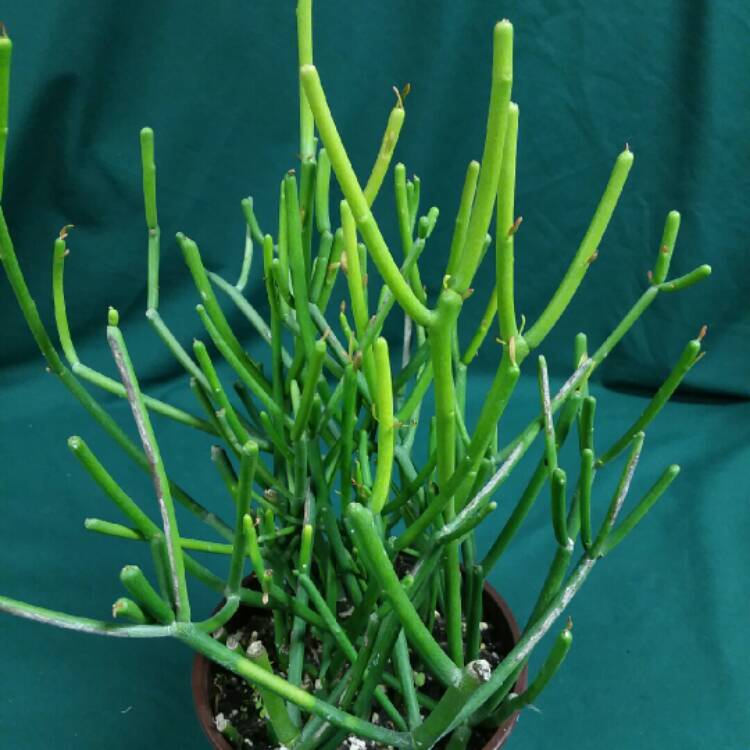 plant image 907907