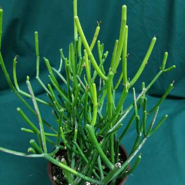 Euphorbia tirucalli