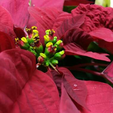 Euphorbia pulcherrima