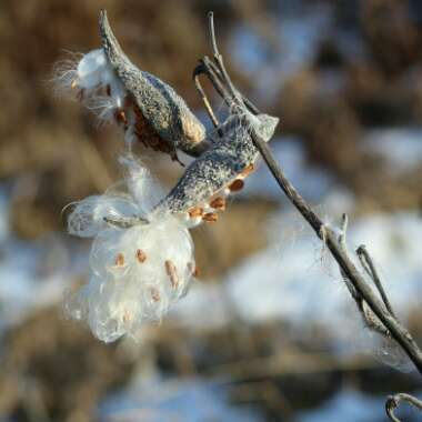 Asclepias syriaca