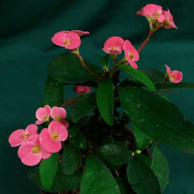 Euphorbia milii