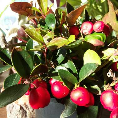 Gaultheria Procumbens