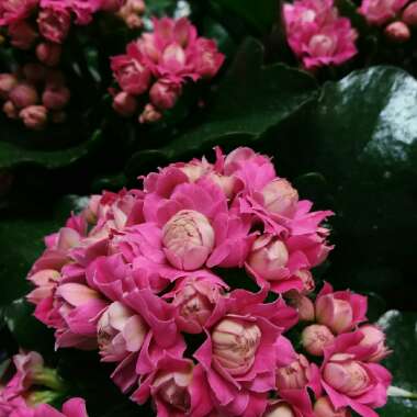Kalanchoe blossfeldiana 'Calandiva Pink'