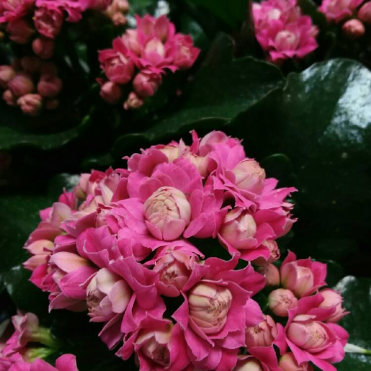 Plant image Kalanchoe blossfeldiana 'Calandiva Pink'
