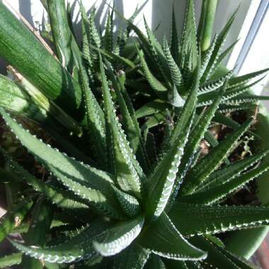 Haworthiopsis Attenuata
