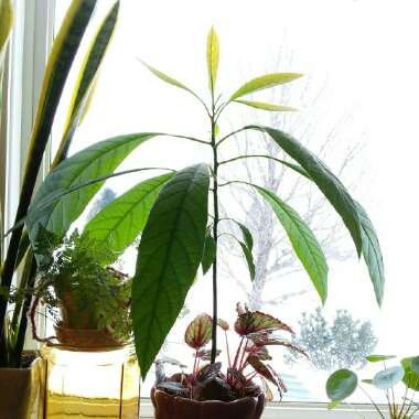 Persea americana  syn. Persea gratissima