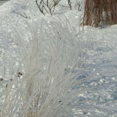 Calamagrostis x acutiflora 'Carl Foerster'