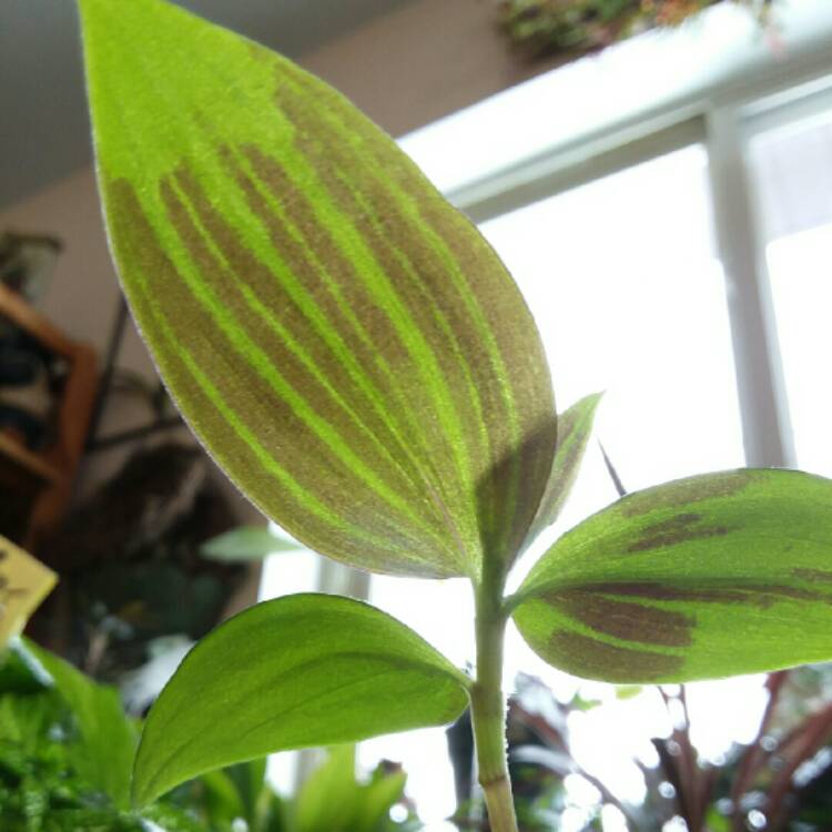 Plant image Tradescantia  'Houseplants'