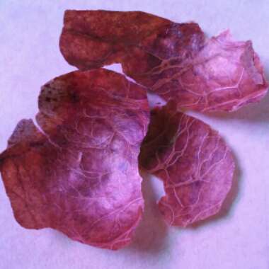 Persea americana  syn. Persea gratissima