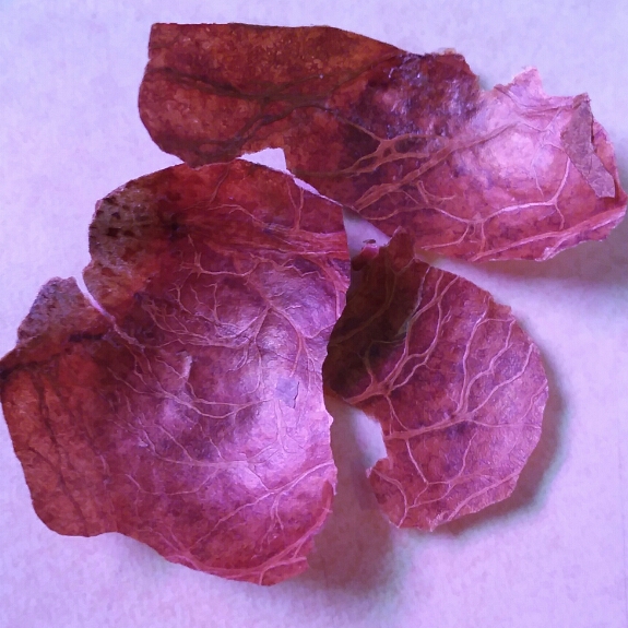 plant image 951839