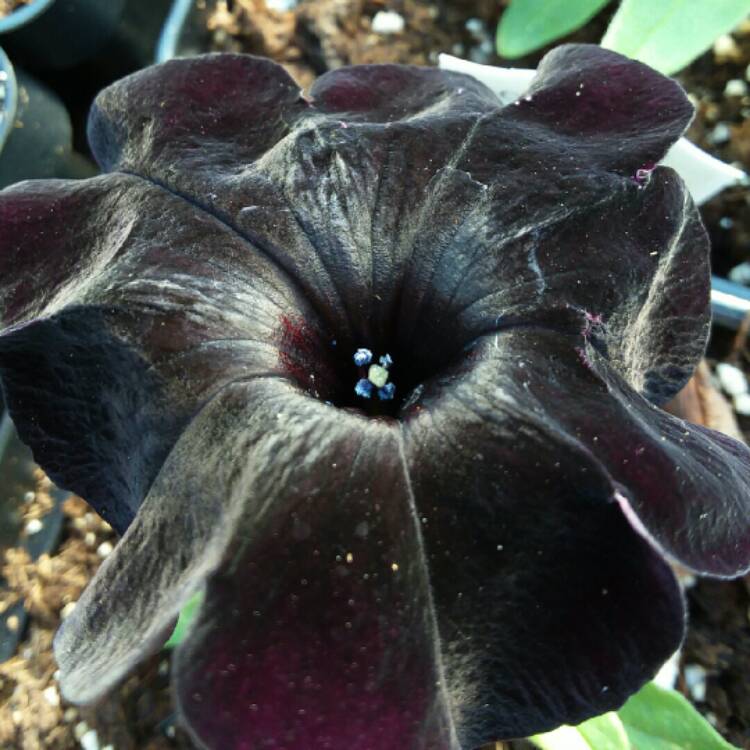 Plant image Petunia 'Wespecrablama' (Crazytunia Series) syn. Petunia 'Black Mamba'