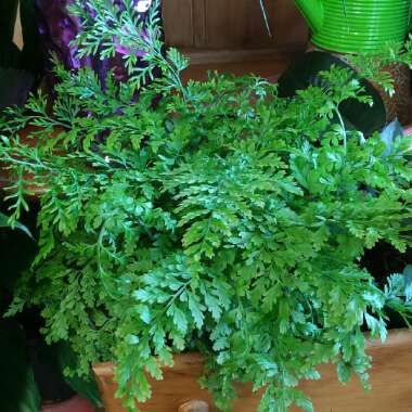 Asplenium Bulbiferum