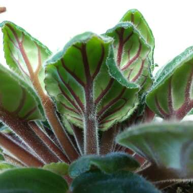 Streptocarpus sect. Saintpaulia  syn. Saintpaulia