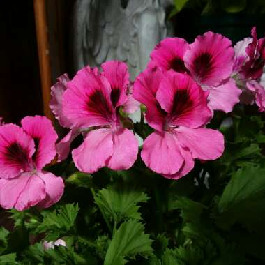 Pelargonium x domesticum