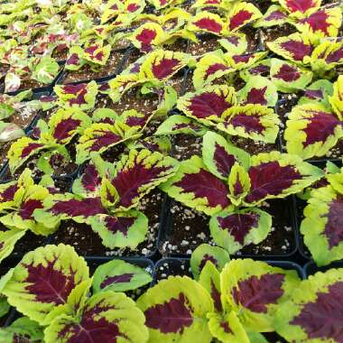 Solenostemon scutellarioides  syn. Plectranthus scutellarioides, Coleus scutellarioides, Coleus blumei