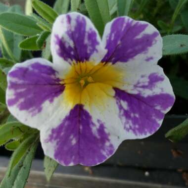 Calibrachoa