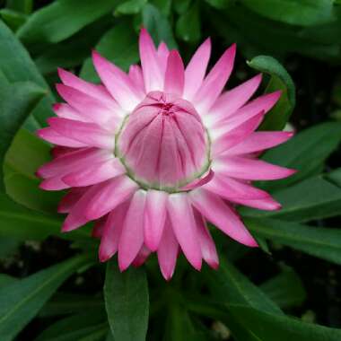 Xerochrysum bracteatum  syn. Helichrysum bracteatum, Bracteantha bracteata