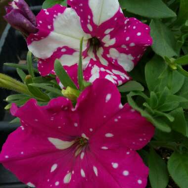 Petunia