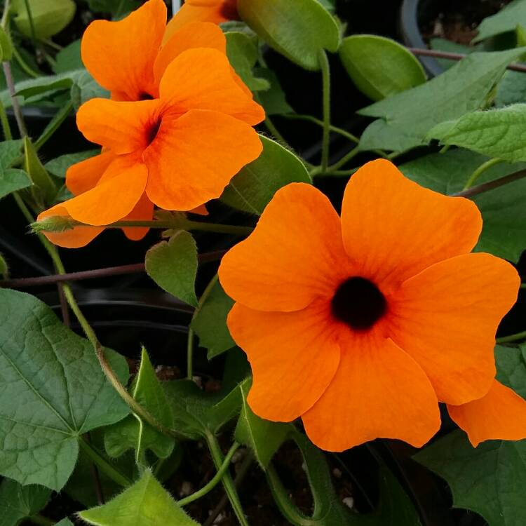 Plant image Thunbergia alata