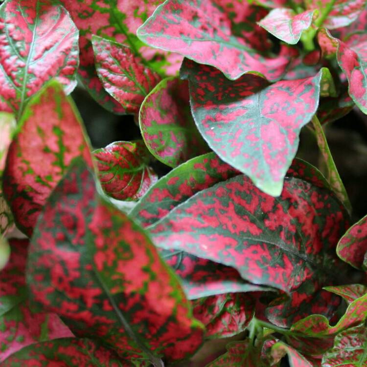 plant image 998948 plant image 998948