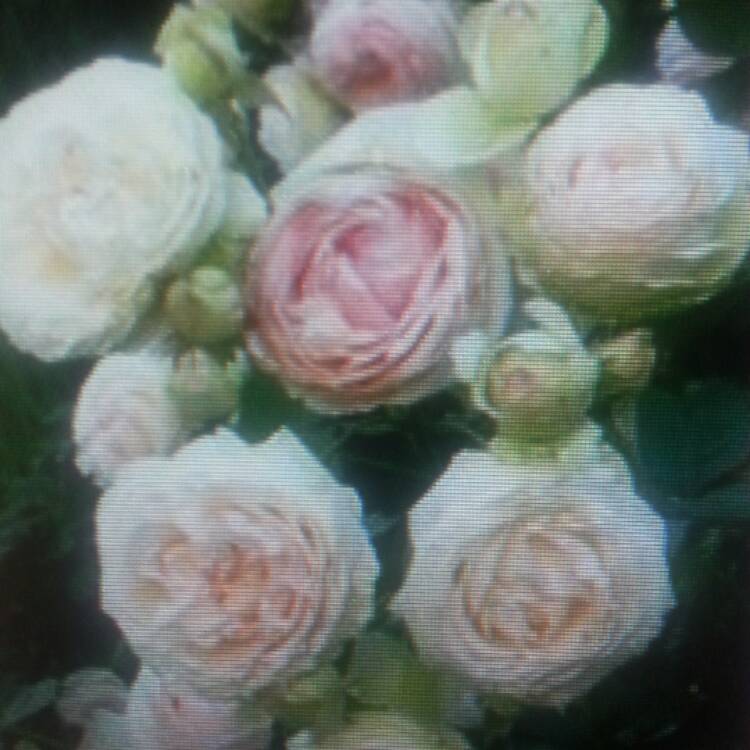 Plant image Rosa 'Meiviolin' syn. Rosa 'Eden Rose 88', Rosa 'Eden Rose 85', Rosa 'Pierre De Ronsard'
