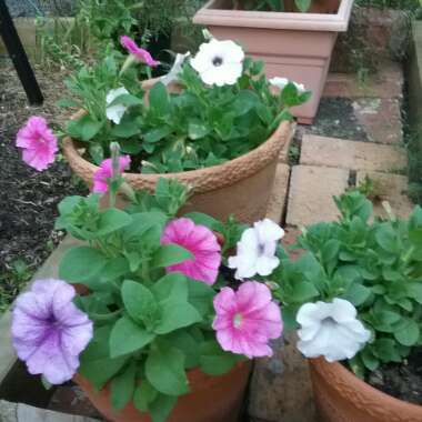 Tina's garden