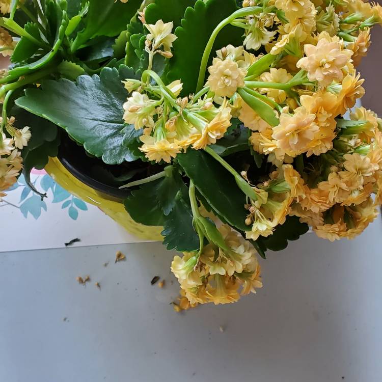 Plant image Kalanchoe blossfeldiana 'Double Flower Variety'