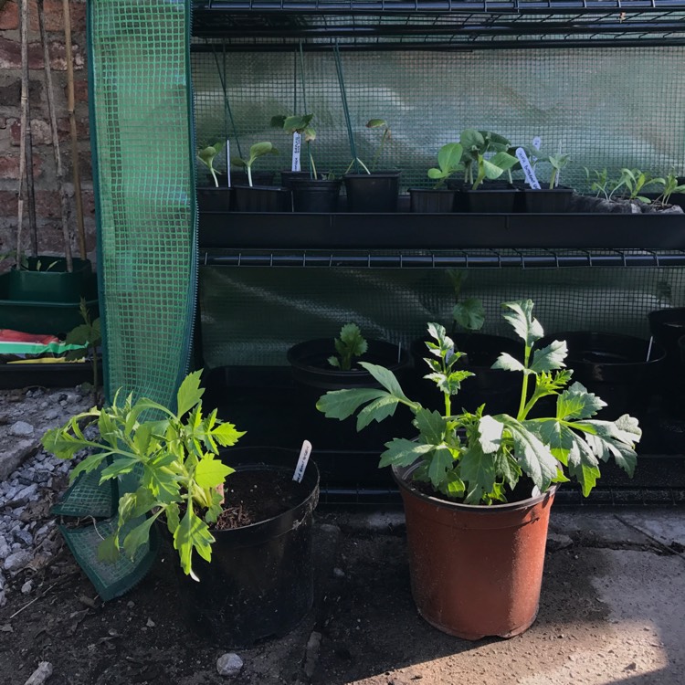 plant image 373886