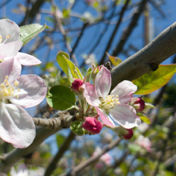 plant image 1015322