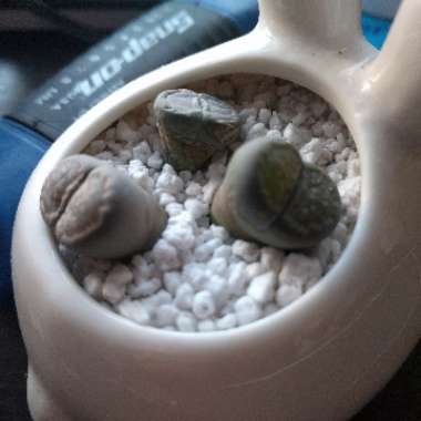 Lithops