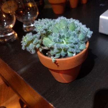 Echeveria Setosa var. Deminuta