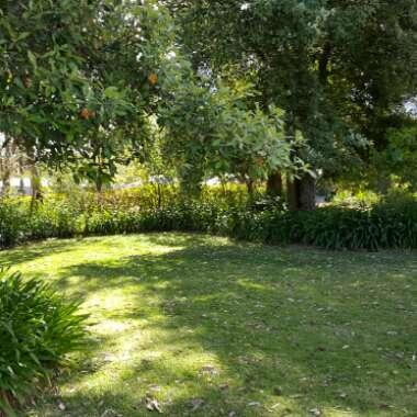 Yvonne's garden
