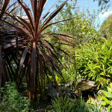 Yvonne's garden